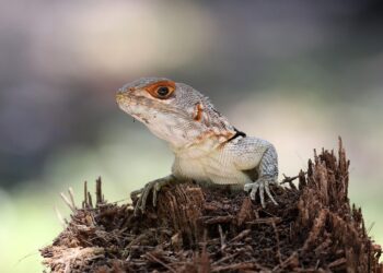 Preserving Our Planet: The Urgency of Water Conservation