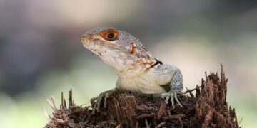 Preserving Our Planet: The Urgency of Water Conservation