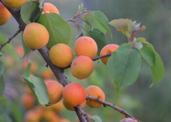 Harvesting Hope: The Promise of Sustainable Livestock Farming