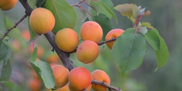 Harvesting Hope: The Promise of Sustainable Livestock Farming