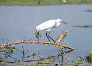 Preserving Our Planet: The Urgent Call for Conservation Awareness