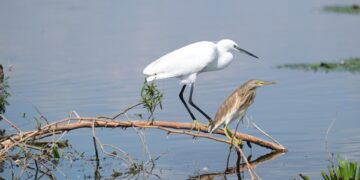 Preserving Our Planet: The Urgent Call for Conservation Awareness