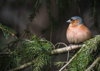 Guardians of the Earth: The Imperative of Preserving Ecosystems