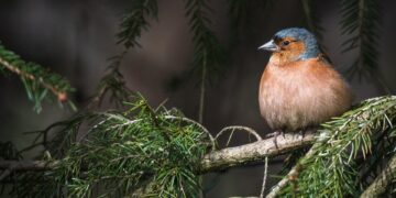 Guardians of the Earth: The Imperative of Preserving Ecosystems