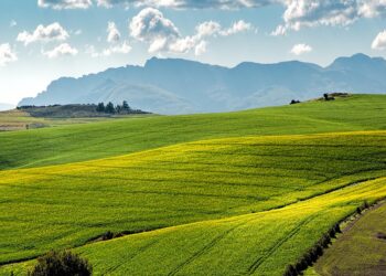 Harvesting Tomorrow: The Power of Sustainable Crop Management