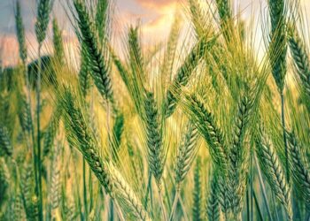 Growing Green: The Future of Sustainable Food Production