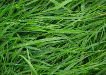 Green Living: How to Reduce Your Carbon Footprint and Save the Planet