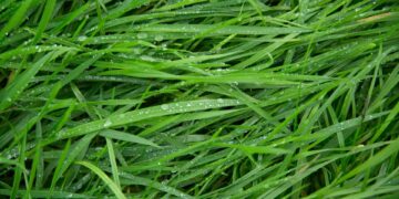 Green Living: How to Reduce Your Carbon Footprint and Save the Planet