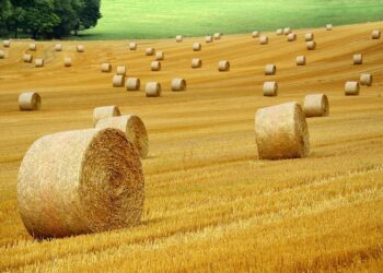 Revolutionizing Agriculture: The Power of Crop Rotation