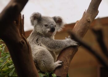 Preserving Our Planet: The Urgency of Natural Resource Conservation