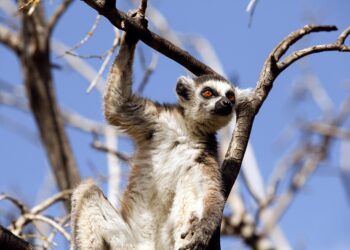 Preserving Our Planet: The Urgent Call for Habitat Protection