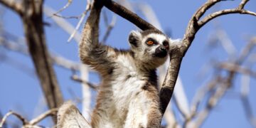 Preserving Our Planet: The Urgent Call for Habitat Protection