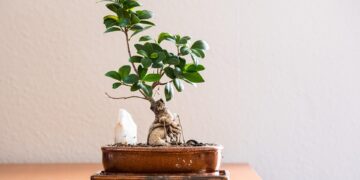 Embracing Green Living: A Guide to an Eco-Friendly Lifestyle