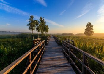 Saving Our Seas: The Urgent Need for Marine Conservation