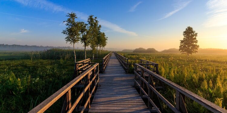 Saving Our Seas: The Urgent Need for Marine Conservation