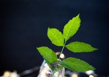 Revolutionizing Waste: The Power of Upcycling