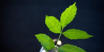 Revolutionizing Waste: The Power of Upcycling