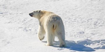 Saving Our Precious Wildlife: The Urgent Fight to Protect Endangered Species