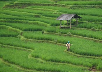 Growing a Greener Tomorrow: The Future of Sustainable Agriculture