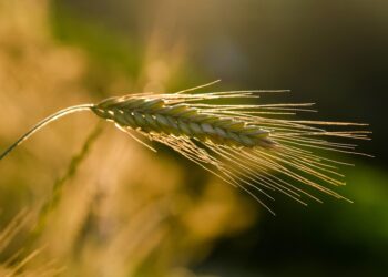 Harvesting Sustainability: The Permaculture Revolution