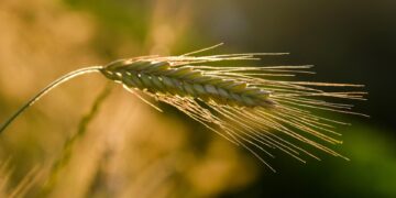 Harvesting Sustainability: The Permaculture Revolution