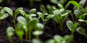 The Future of Agriculture: Innovations in Sustainable Farming Practices