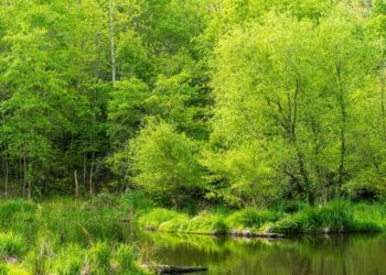 Preserving Paradise: The Urgent Call for Forest Conservation