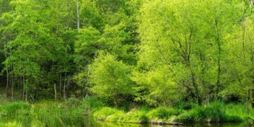 Preserving Paradise: The Urgent Call for Forest Conservation