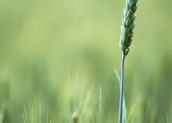 Sustainable Farming: Cultivating Local Flavors in Our Community