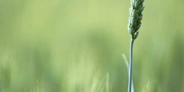 Sustainable Farming: Cultivating Local Flavors in Our Community