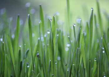 Growing Future Generations: The Path to Sustainable Farming